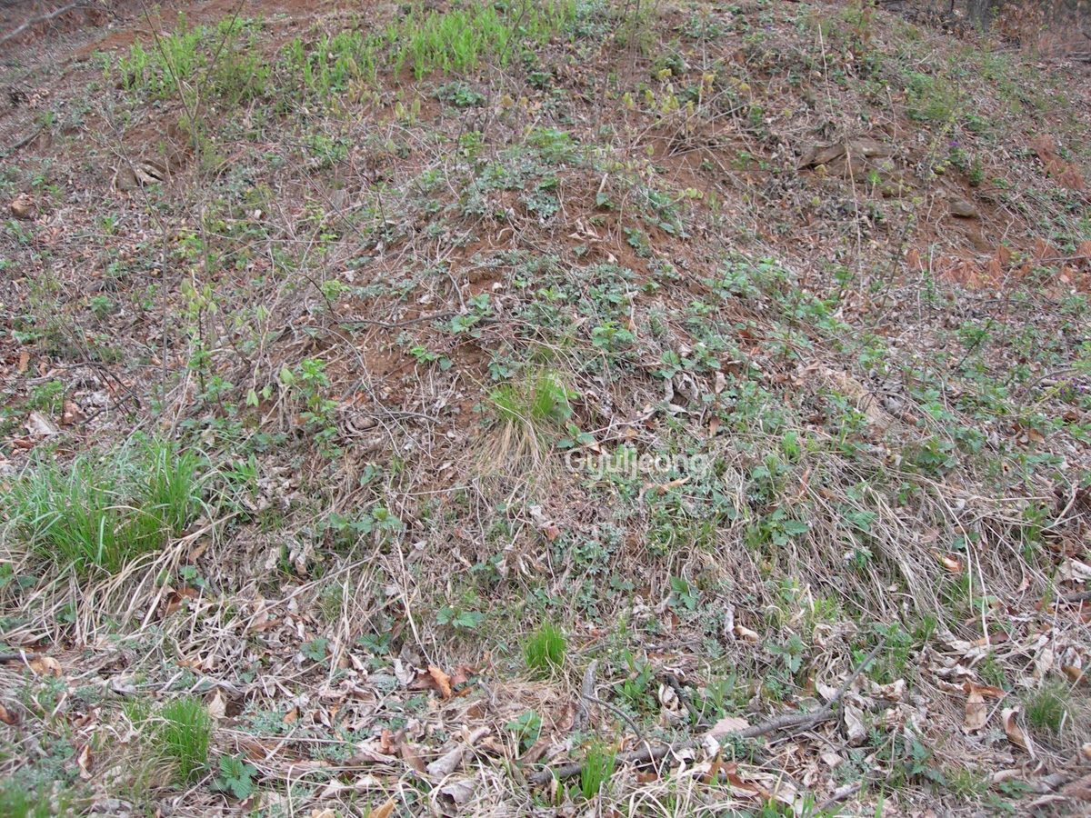 DSCN0785.JPG